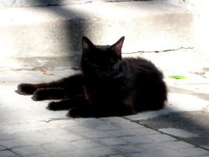 gatto nero credenze stregoneria riti magici