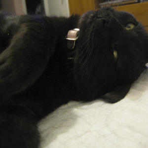 gatto nero credenze stregoneria riti magici