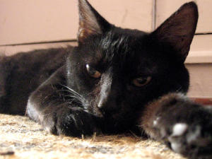 gatto nero credenze stregoneria riti magici