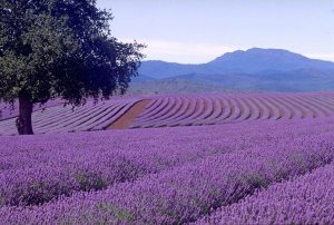 Lavanda felicità e pace, riti d'amore