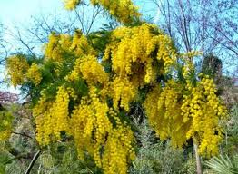 acacia