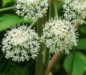 Angelica principi terapeutici protezione bagni rituali