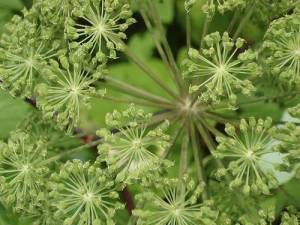 Angelica principi terapeutici protezione bagni rituali