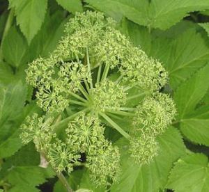 Angelica principi terapeutici protezione bagni rituali