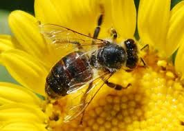 ape insetto superstizioni riti magici