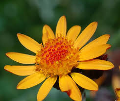 arnica erbe benefici magia fortuna