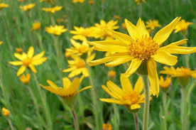 arnica erbe benefici magia fortuna