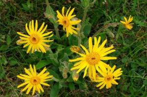 arnica erbe benefici magia fortuna