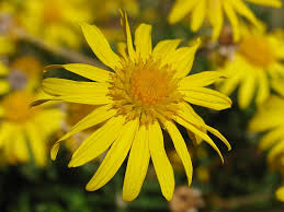 arnica erbe benefici magia fortuna