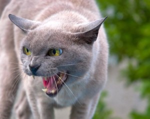 fantasma, infestazioni, casa infestata