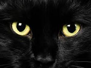 gatto nero credenze stregoneria riti magici
