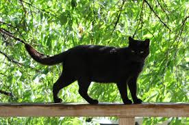 gatto nero credenze stregoneria riti magici
