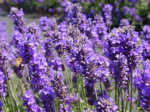 Lavanda felicità e pace, riti d'amore