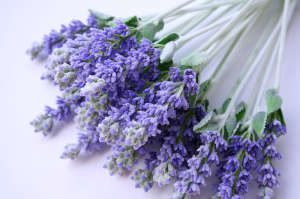 Lavanda felicità e pace, riti d'amore