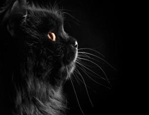 gatto nero credenze stregoneria riti magici