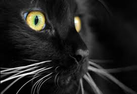 gatto nero credenze stregoneria riti magici