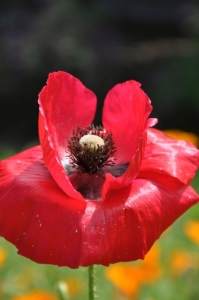 Papavero, fortuna, denaro, fertilità