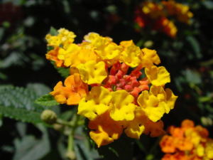 verbena