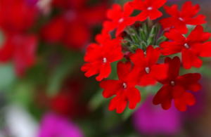 verbena00