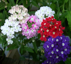 verbena_1
